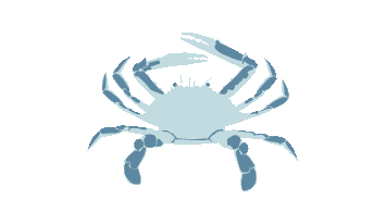 Blue Crab