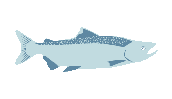 Chinook Salmon