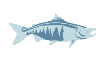 Chum Salmon