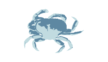 Dungeness Crab
