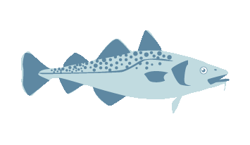 Pacific Cod