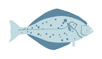 Pacific Halibut