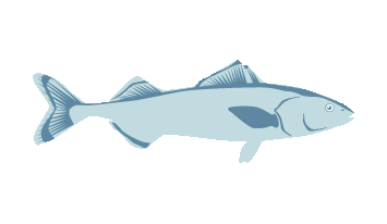 Sablefish