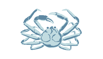 Snow Crab