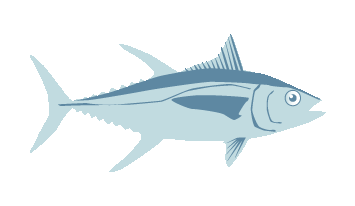 Yellowfin Tuna